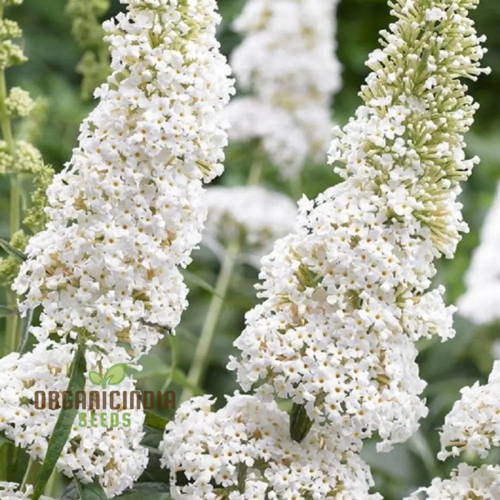 White Butterfly Bush Buddleia Davidii Flower Seeds For Planting High-Quality Beautiful Blooms Seeds