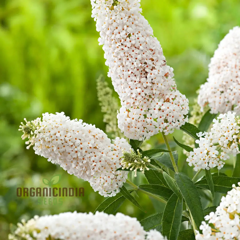 White Butterfly Bush Buddleia Davidii Flower Seeds For Planting High-Quality Beautiful Blooms Seeds