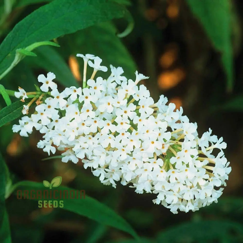 White Butterfly Bush Buddleia Davidii Flower Seeds For Planting High-Quality Beautiful Blooms Seeds