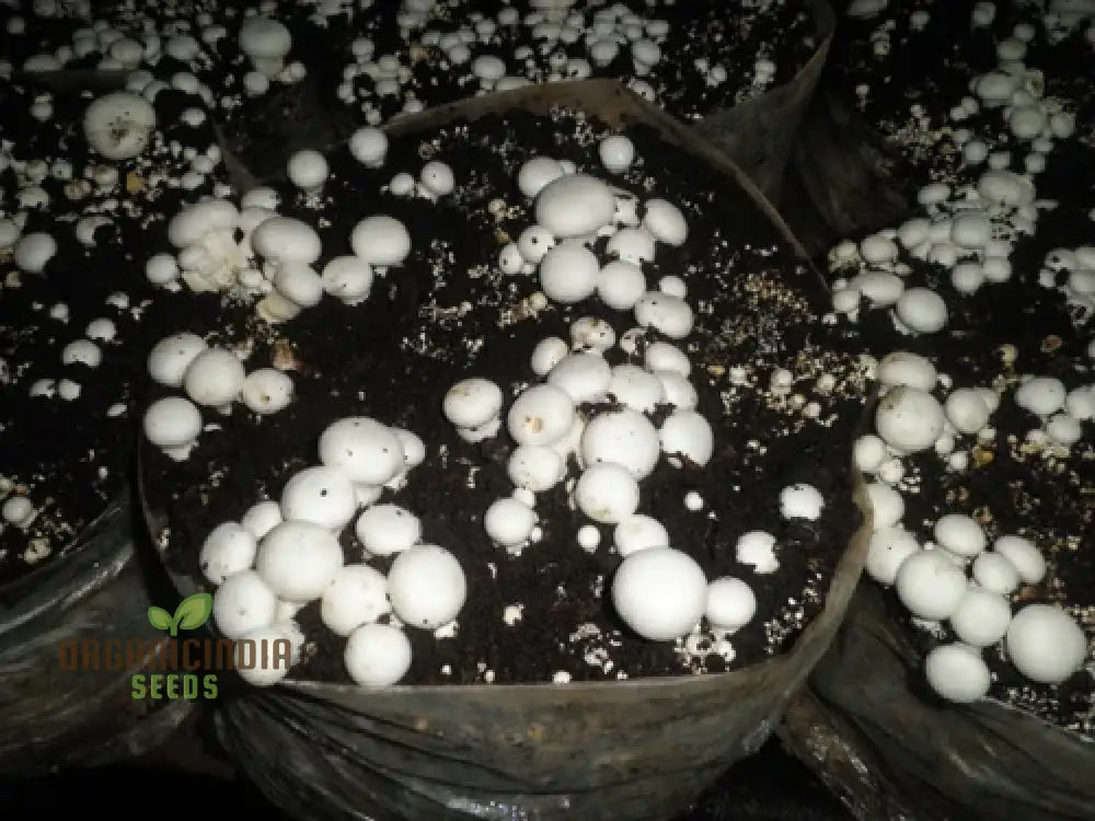 White Button Mushroom With Premium Vegetable Seeds For A Fresh And Versatile Addition To Your