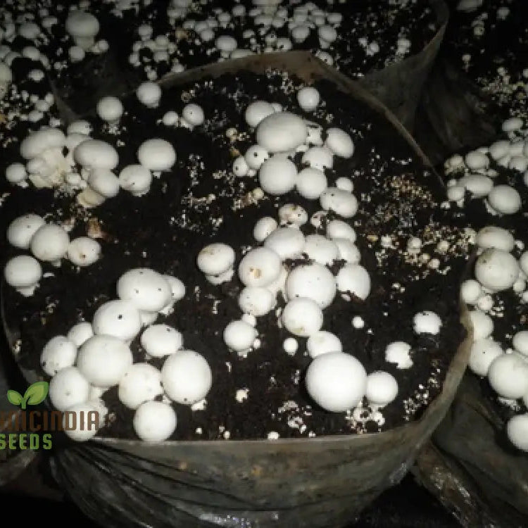 White Button Mushroom With Premium Vegetable Seeds For A Fresh And Versatile Addition To Your