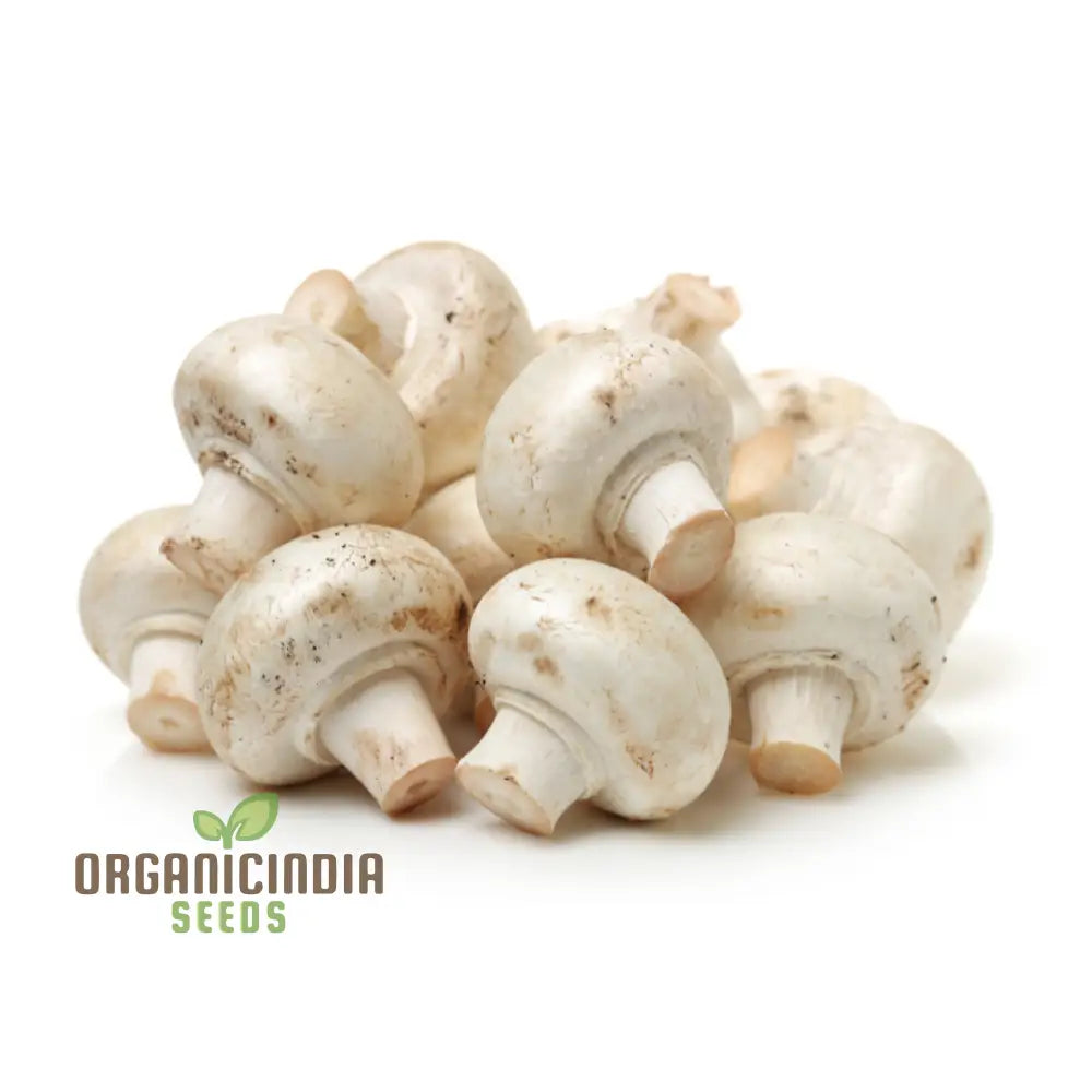 White Button Mushroom With Premium Vegetable Seeds For A Fresh And Versatile Addition To Your