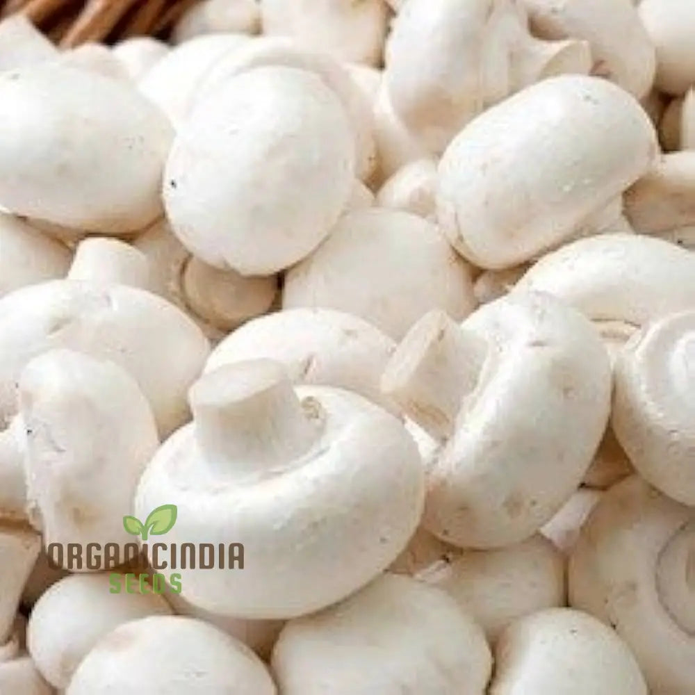 White Button Mushroom With Premium Vegetable Seeds For A Fresh And Versatile Addition To Your