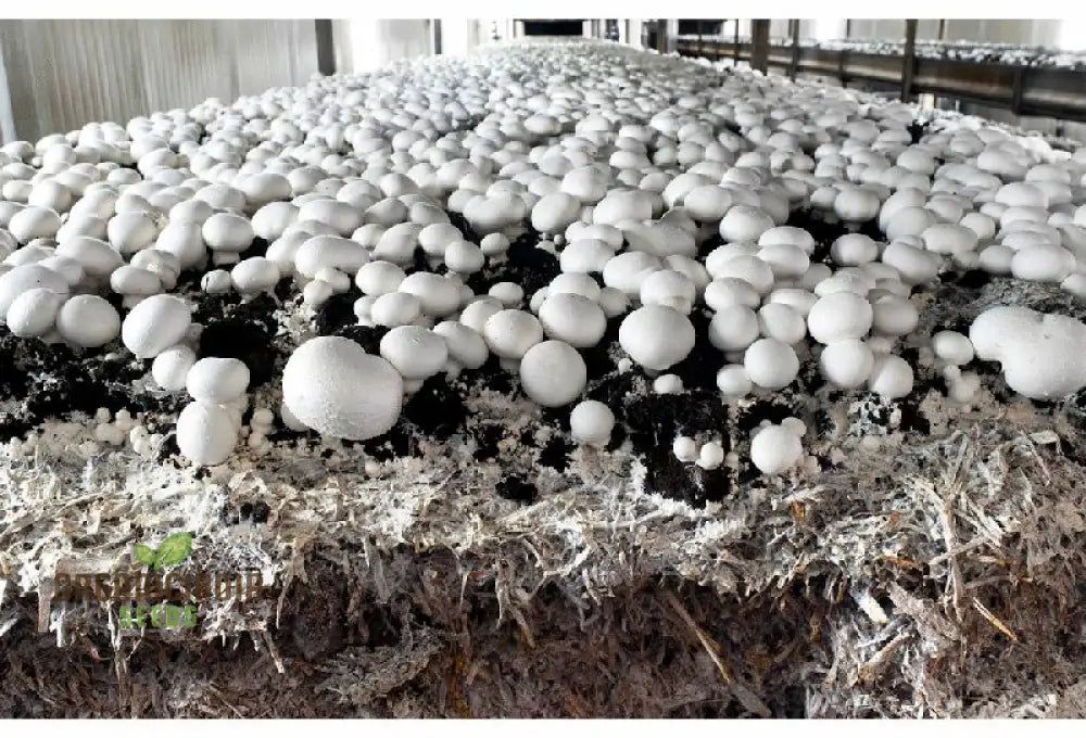 White Button Mushroom With Premium Vegetable Seeds For A Fresh And Versatile Addition To Your