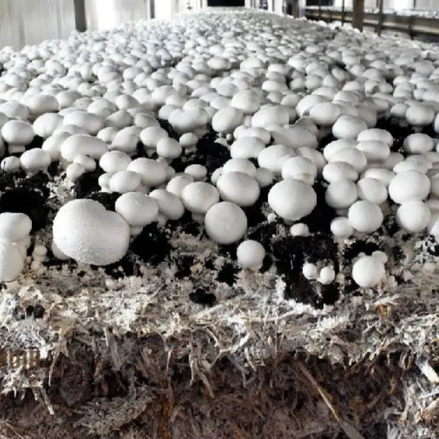 White Button Mushroom With Premium Vegetable Seeds For A Fresh And Versatile Addition To Your