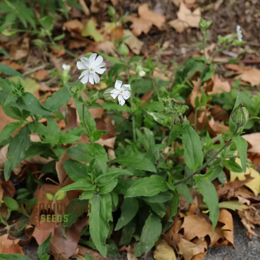 White Campion Seeds For Planting Gardening Enthusiasts | Cultivated Excellence In Your Garden