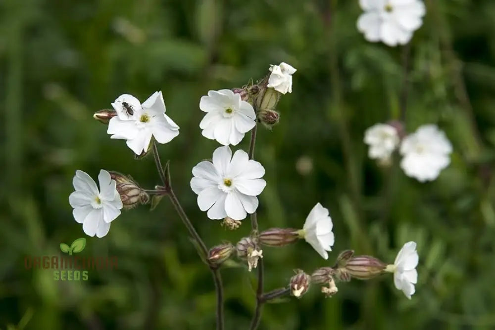 White Campion Seeds For Planting Gardening Enthusiasts | Cultivated Excellence In Your Garden