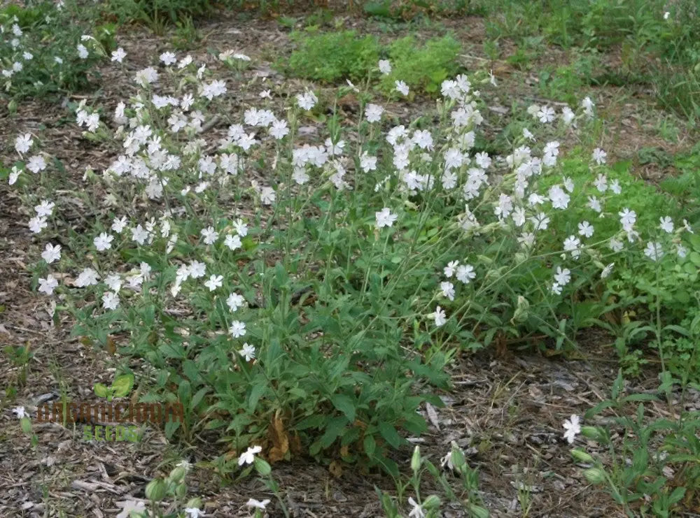 White Campion Seeds For Planting Gardening Enthusiasts | Cultivated Excellence In Your Garden