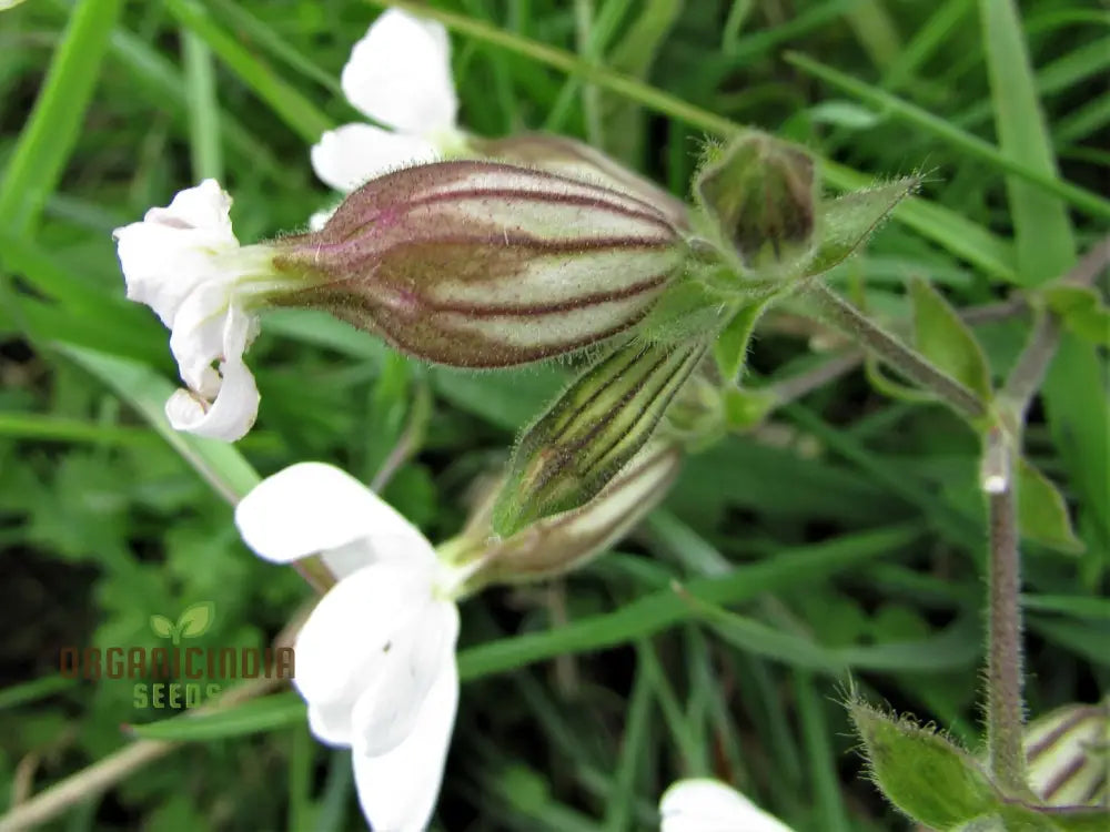 White Campion Seeds For Planting Gardening Enthusiasts | Cultivated Excellence In Your Garden