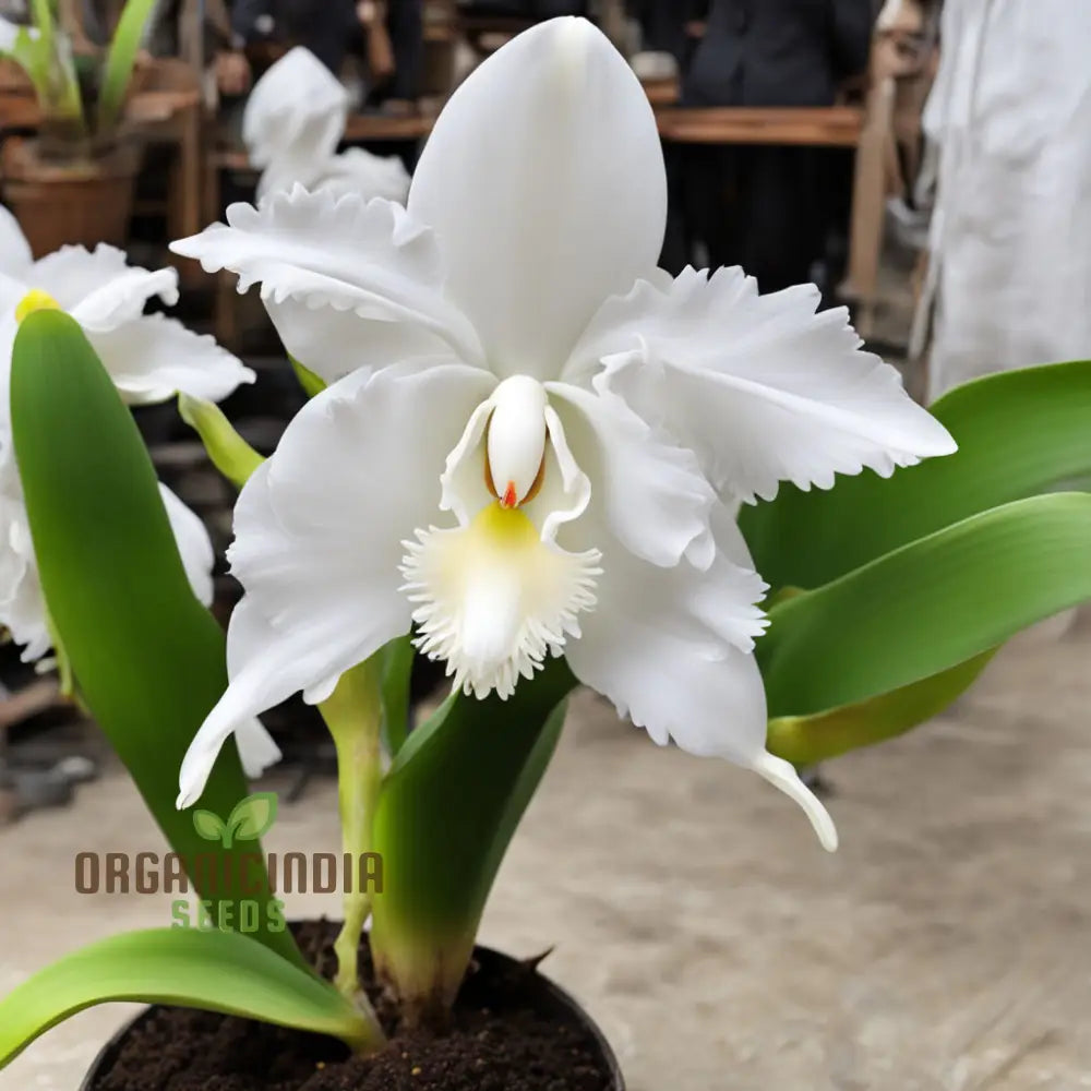 White Cattleya Flower Seeds â€“ Elevate Your Gardening Experience With Exquisite Sophisticated