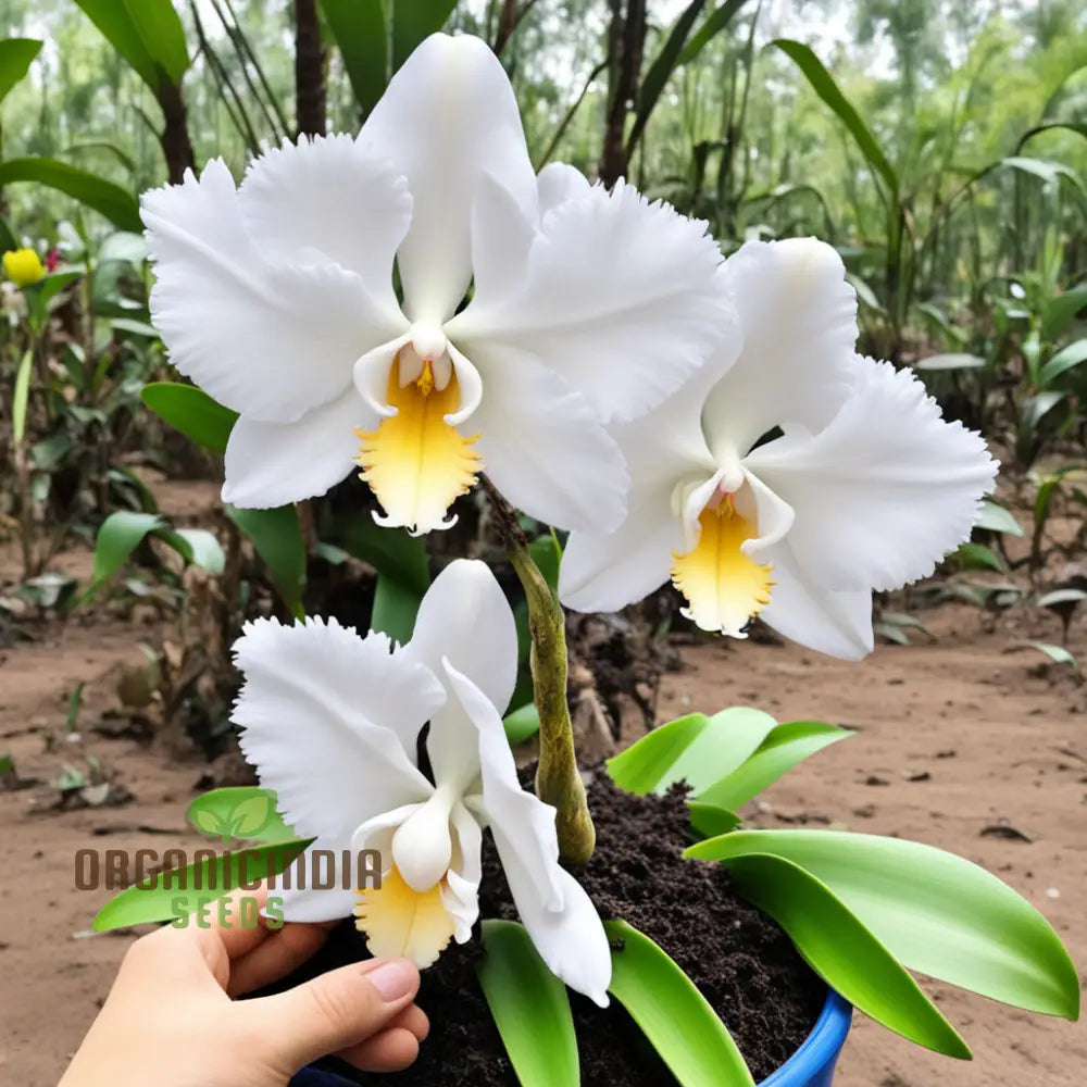 White Cattleya Flower Seeds – Elevate Your Gardening Experience With Exquisite Sophisticated