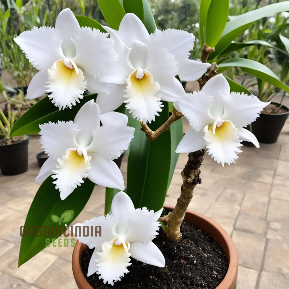 White Cattleya Flower Seeds – Elevate Your Gardening Experience With Exquisite Sophisticated