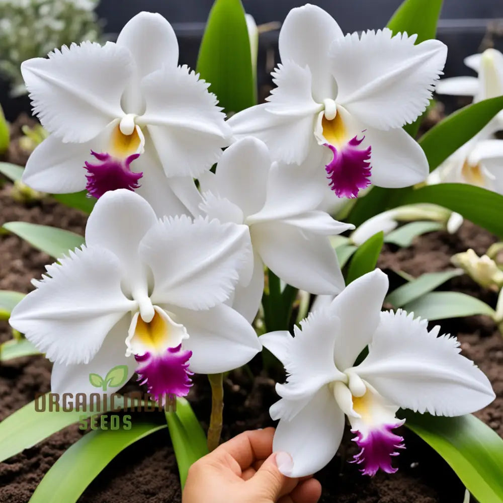 White Cattleya Flower Seeds – Elevate Your Gardening Experience With Exquisite Sophisticated