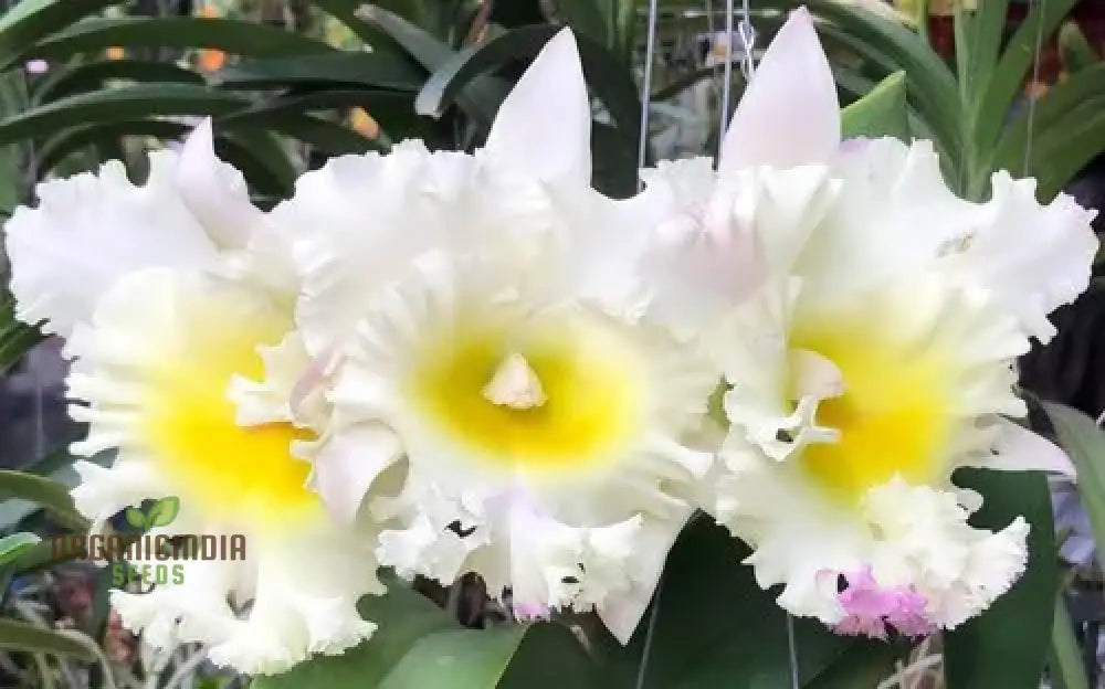 White Cattleya Flower Seeds: Exquisite Orchid Blooms For Elegant Gardens - Premium Seeds