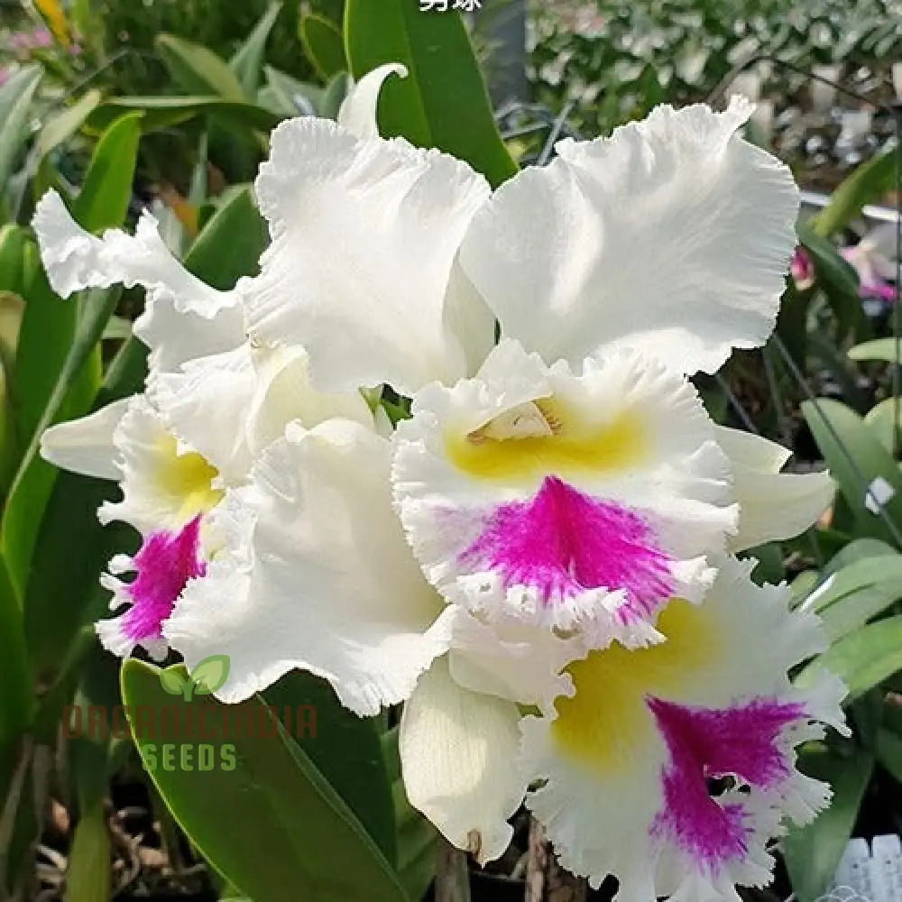 White Cattleya Flower Seeds: Exquisite Orchid Blooms For Elegant Gardens - Premium Seeds