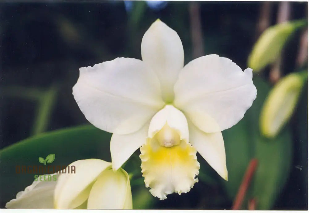 White Cattleya Flower Seeds: Exquisite Orchid Blooms For Elegant Gardens - Premium Seeds