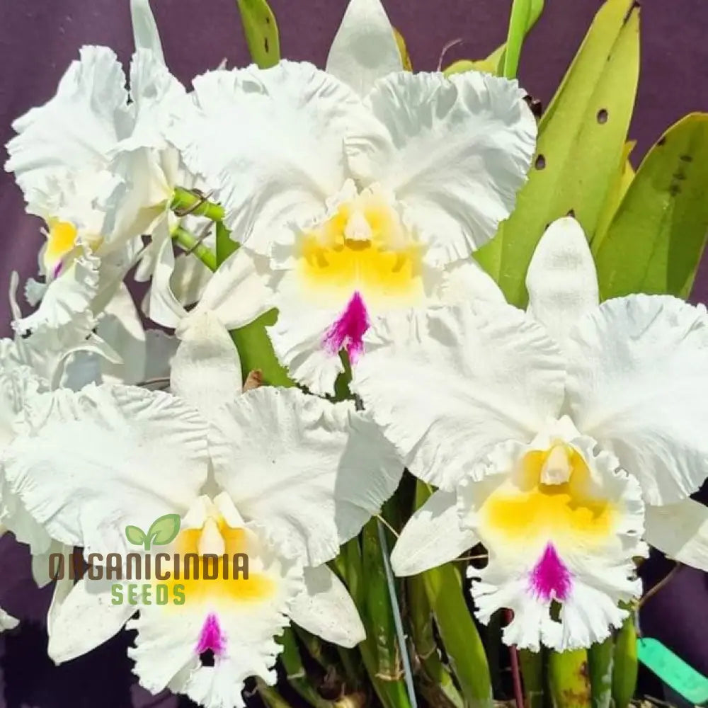 White Cattleya Flower Seeds: Exquisite Orchid Blooms For Elegant Gardens - Premium Seeds