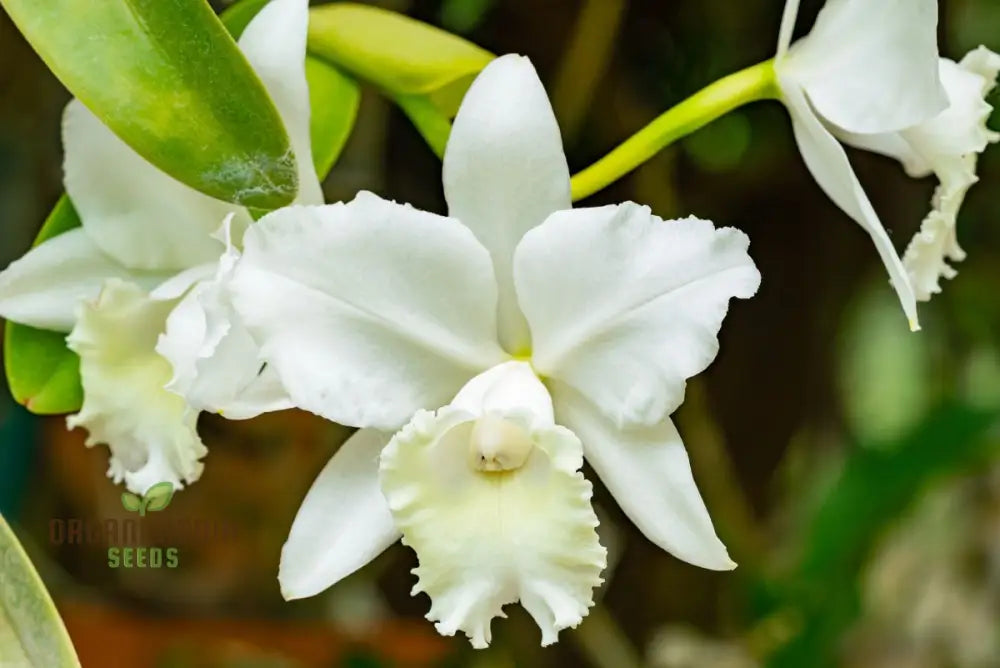 White Cattleya Flower Seeds: Exquisite Orchid Blooms For Elegant Gardens - Premium Seeds