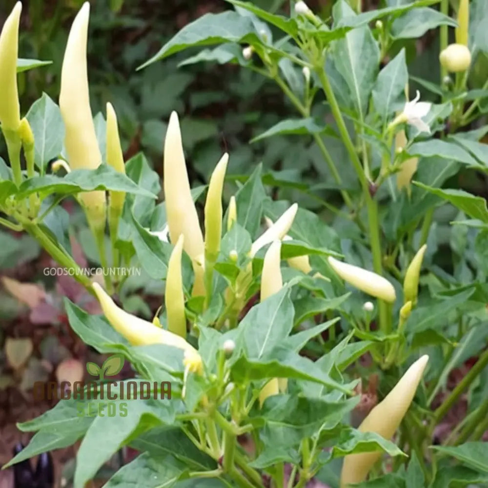 White Chili Pepper Vegetable Seeds - Unique And Spicy Peppers For Your Garden