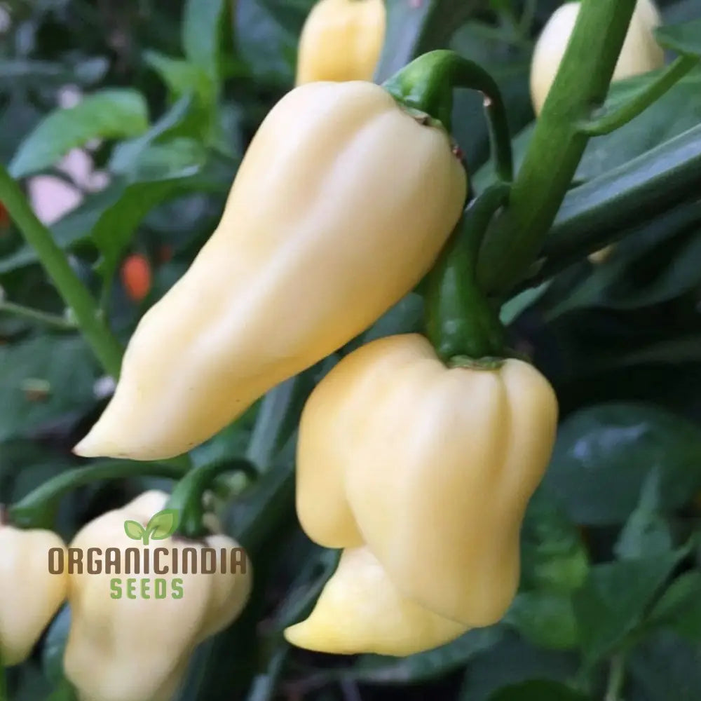 White Chili Pepper Vegetable Seeds - Unique And Spicy Peppers For Your Garden