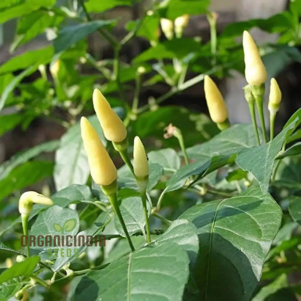 White Chili Pepper Vegetable Seeds - Unique And Spicy Peppers For Your Garden