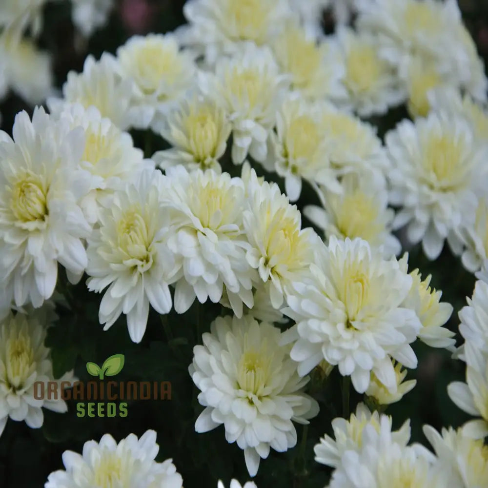 White Chrysanthemum Flower Seeds For Gardening Enthusiasts - Perfect Your Blooming Garden