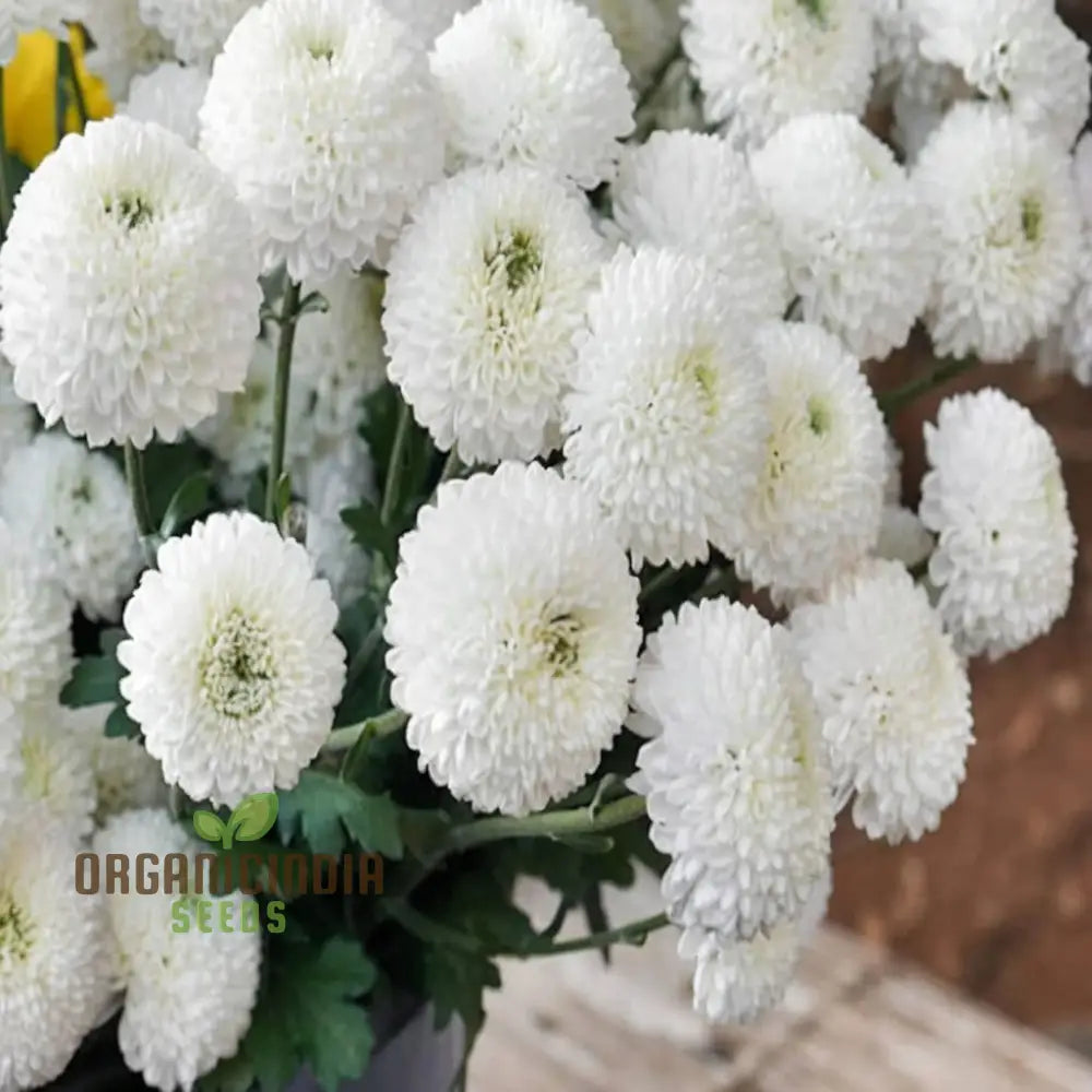 White Chrysanthemum Flower Seeds For Gardening Enthusiasts - Perfect Your Blooming Garden