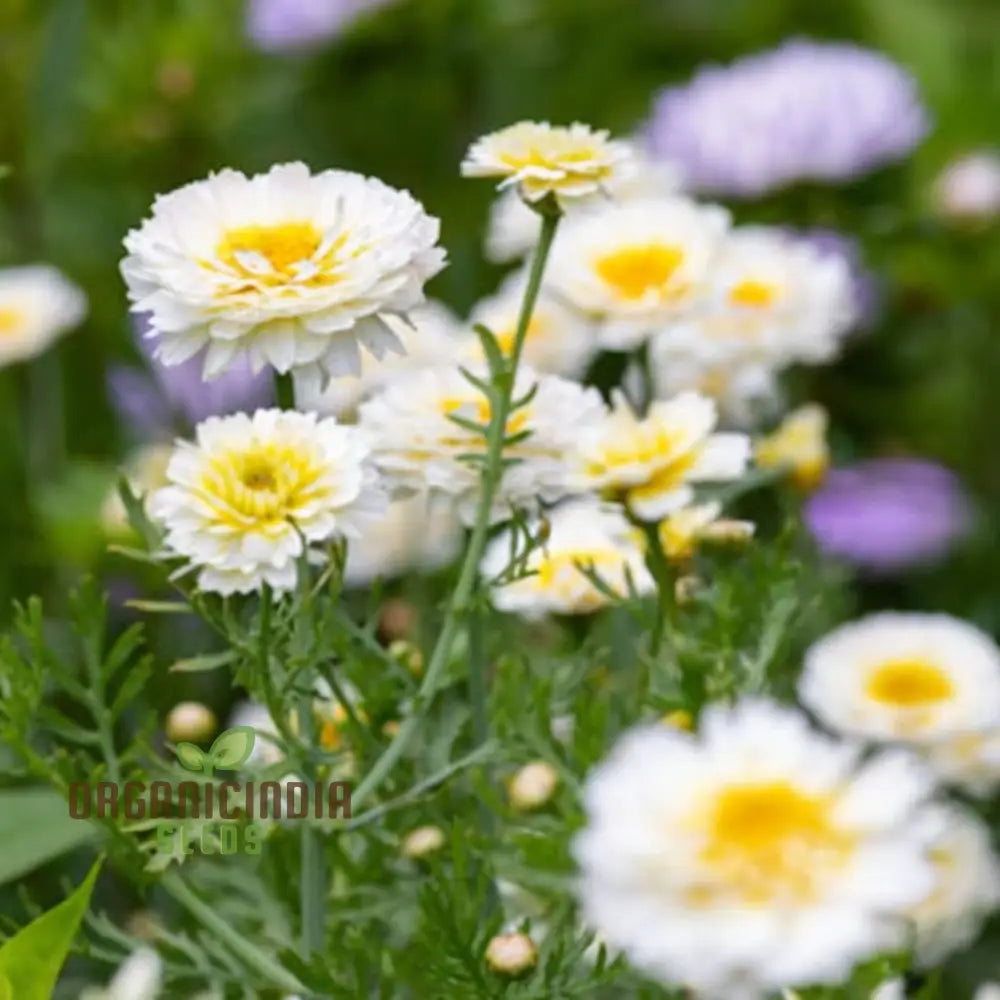 White Chrysanthemum Flower Seeds For Gardening Enthusiasts - Perfect Your Blooming Garden