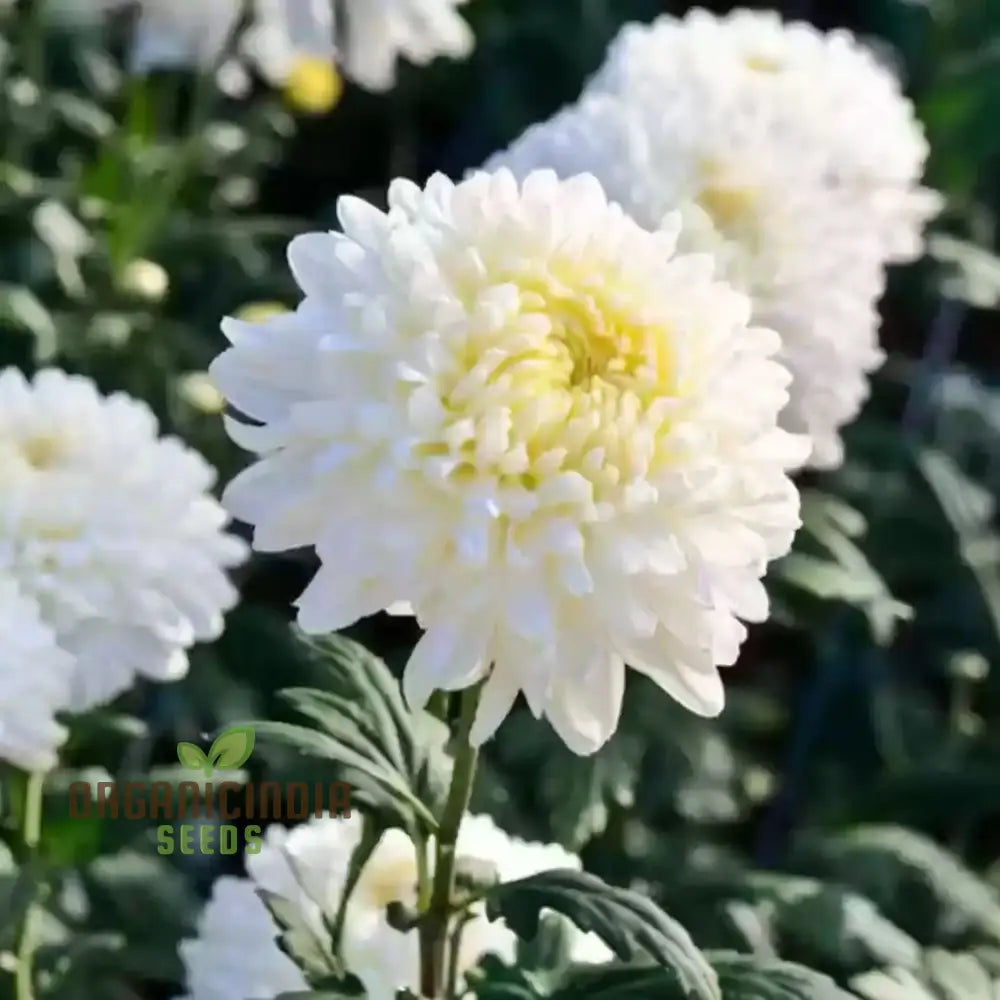 White Chrysanthemum Flower Seeds For Gardening Enthusiasts - Perfect Your Blooming Garden