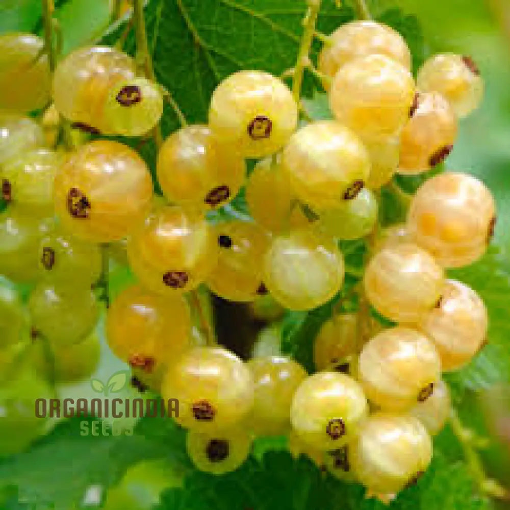 White Currant (Ribes Rubrum Alba) Seeds For Gardening - Premium Quality Organic And Ideal Home