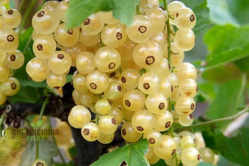 White Currant (Ribes Rubrum Alba) Seeds For Gardening - Premium Quality Organic And Ideal Home