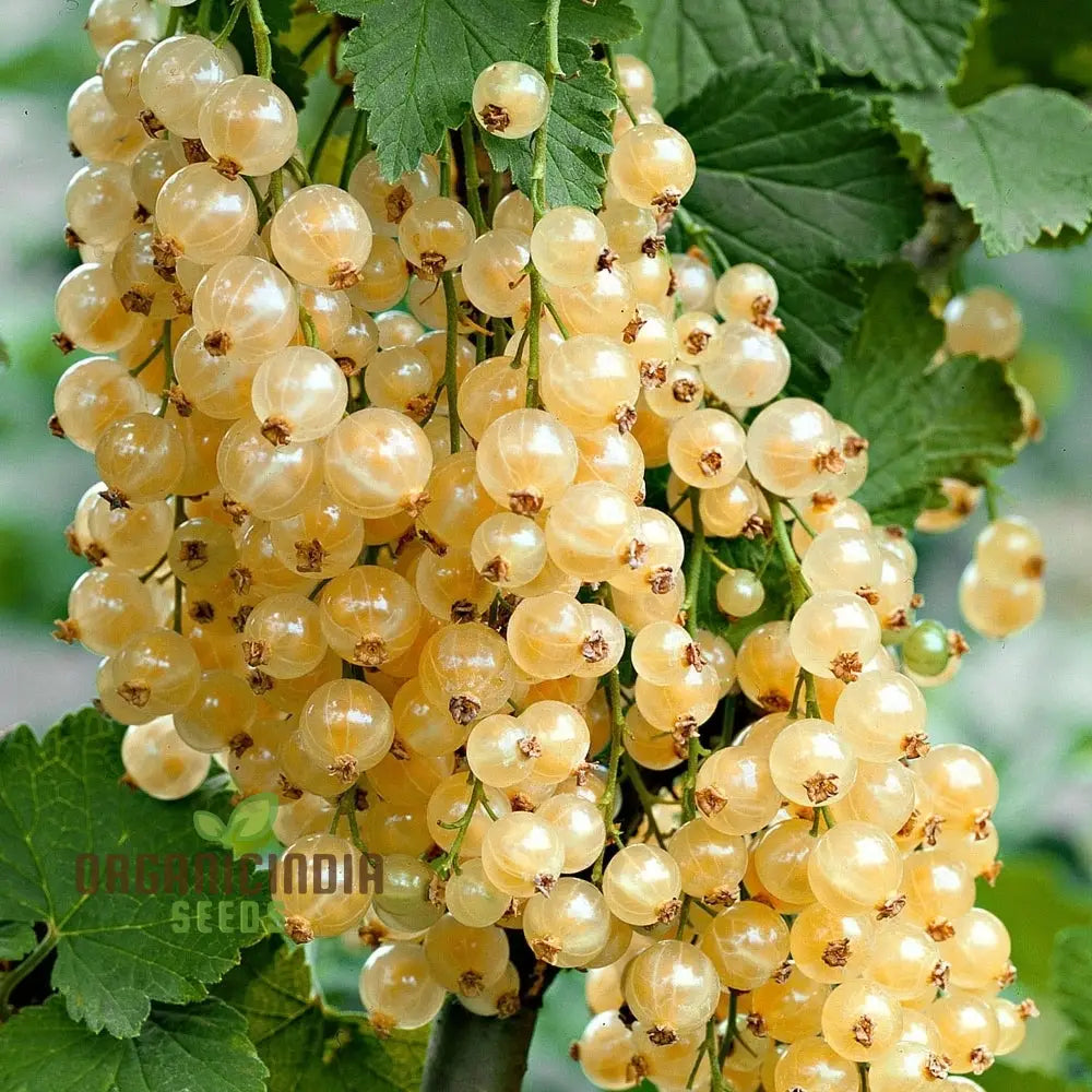 White Currant (Ribes Rubrum Alba) Seeds For Gardening - Premium Quality Organic And Ideal Home