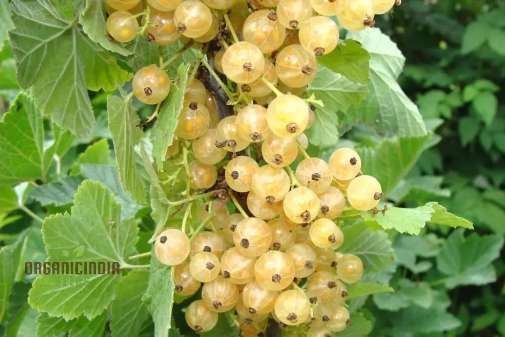 White Currant (Ribes Rubrum Alba) Seeds For Gardening - Premium Quality Organic And Ideal Home