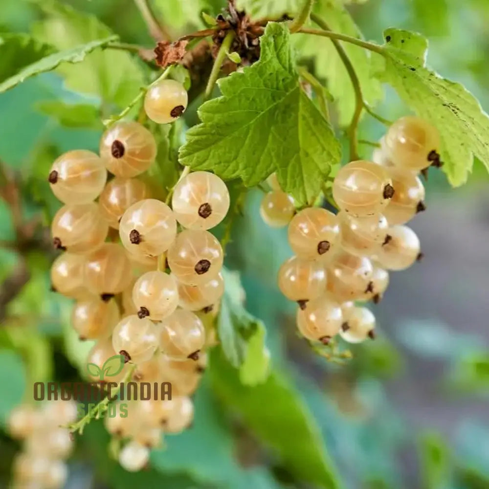 White Currant (Ribes Rubrum Alba) Seeds For Gardening - Premium Quality Organic And Ideal Home