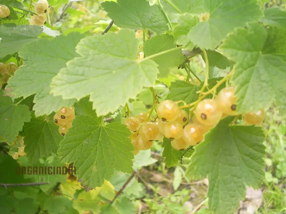 White Currant (Ribes Rubrum Alba) Seeds For Gardening - Premium Quality Organic And Ideal Home