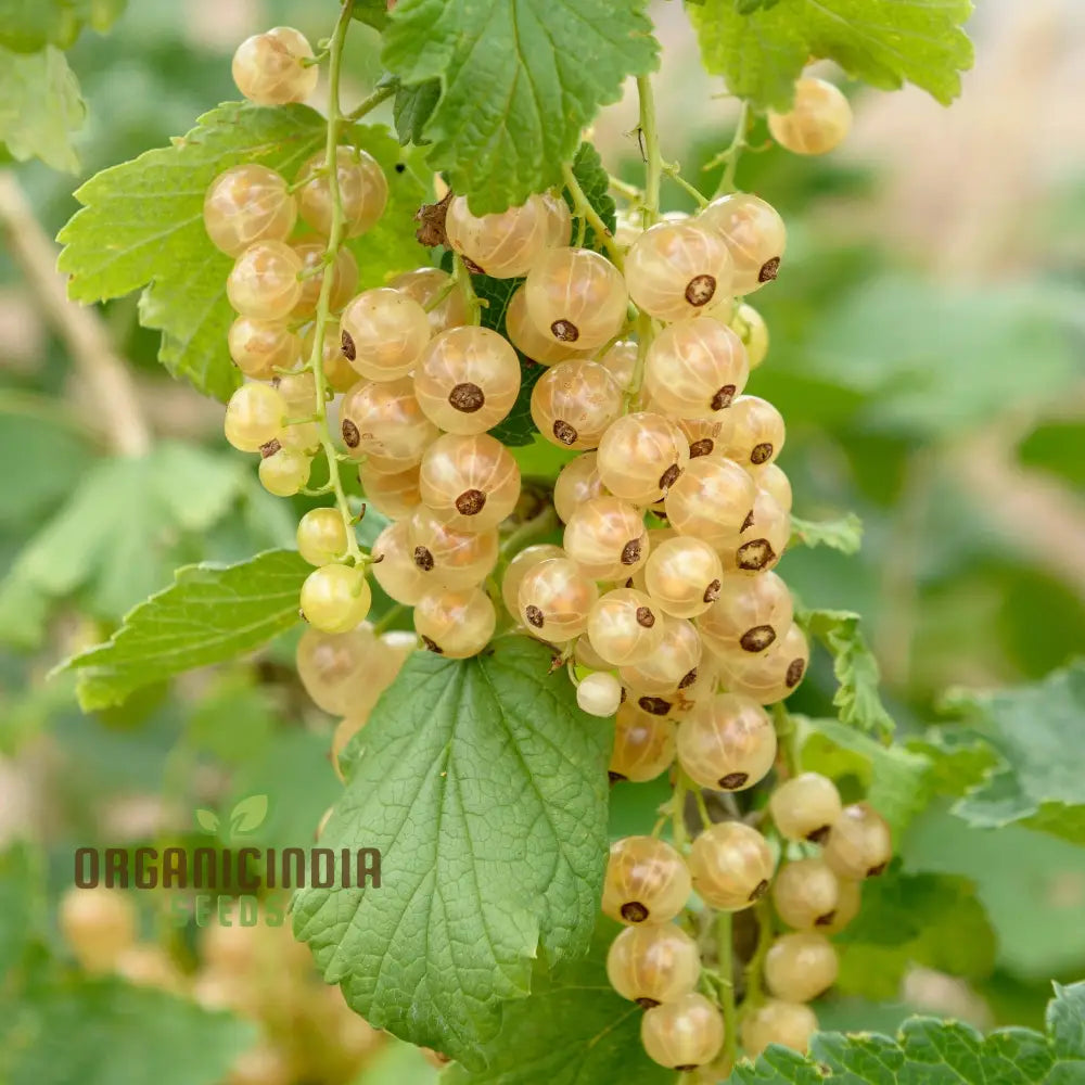 White Currant (Ribes Rubrum Alba) Seeds For Gardening - Premium Quality Organic And Ideal Home