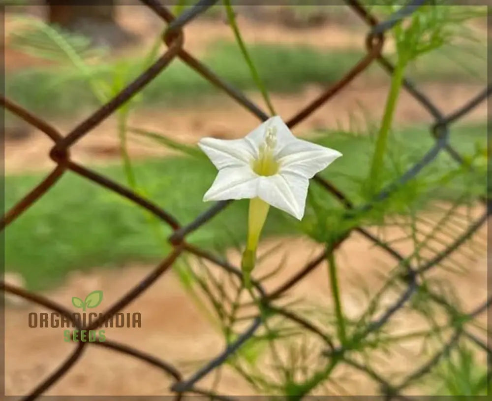 White Cypress Vine Seeds - Grow Elegant And Delicate Vines In Your Garden