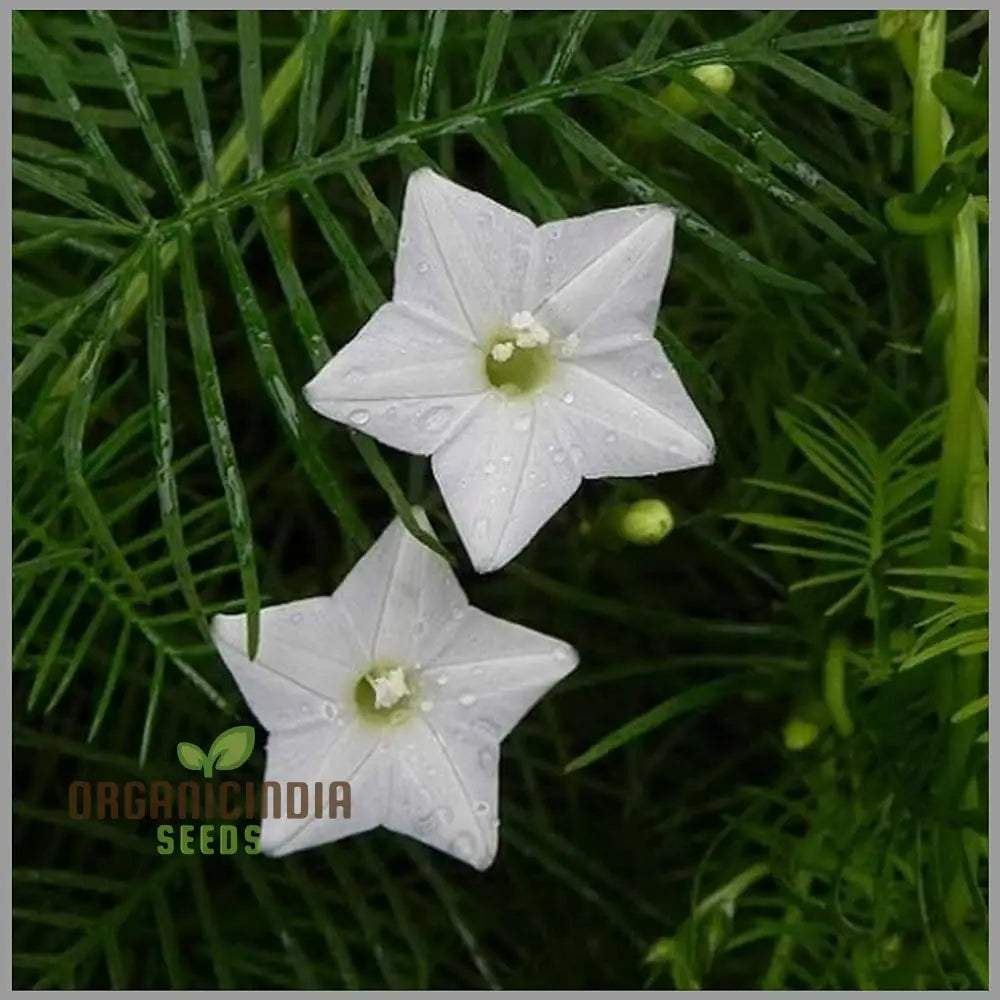 White Cypress Vine Seeds - Grow Elegant And Delicate Vines In Your Garden