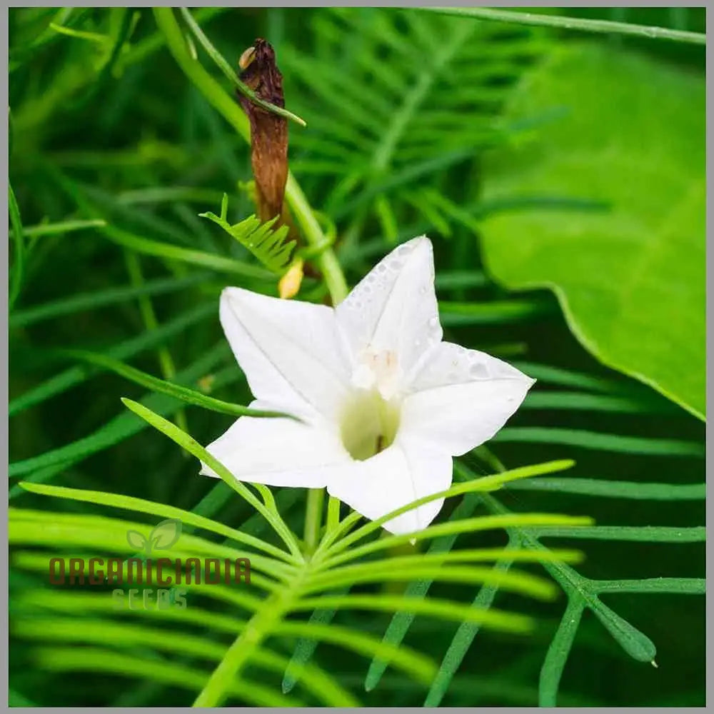 White Cypress Vine Seeds - Grow Elegant And Delicate Vines In Your Garden