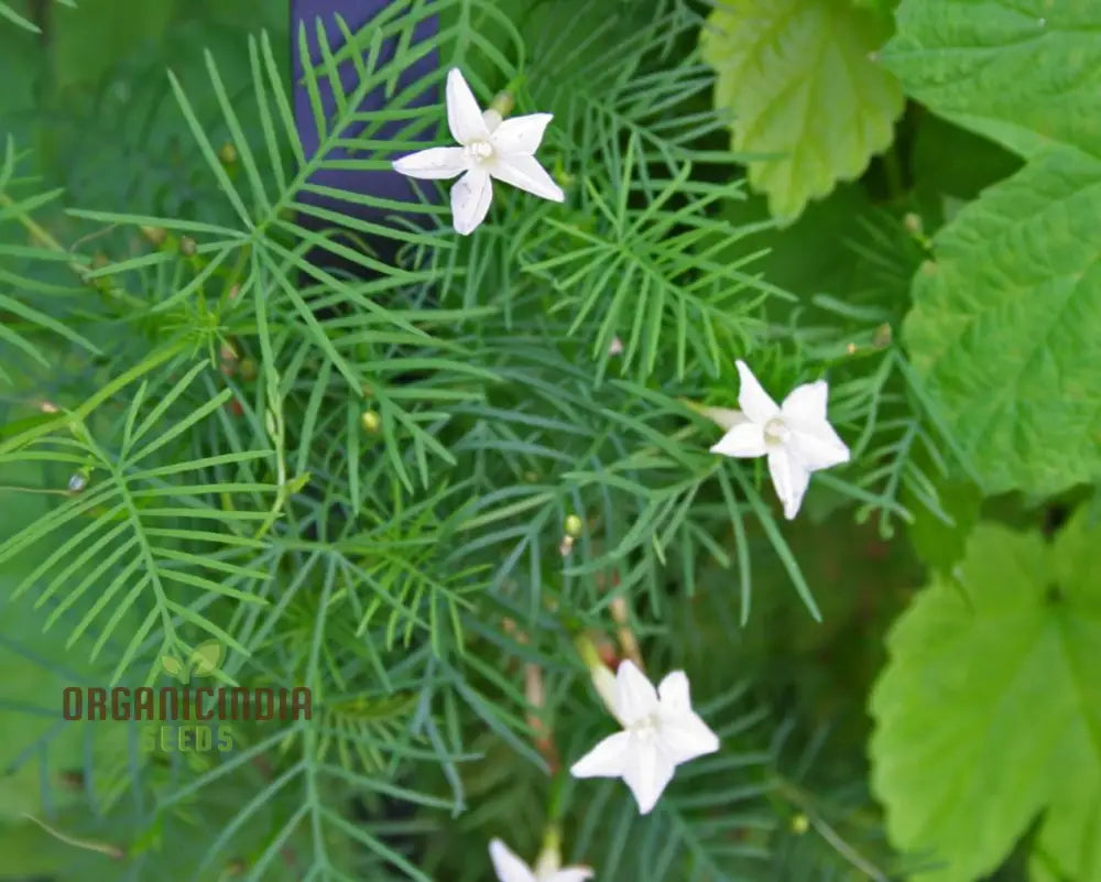 White Cypress Vine Seeds - Grow Elegant And Delicate Vines In Your Garden