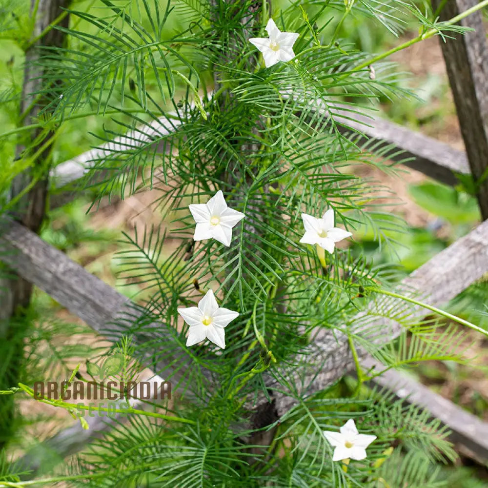 White Cypress Vine Seeds - Grow Elegant And Delicate Vines In Your Garden