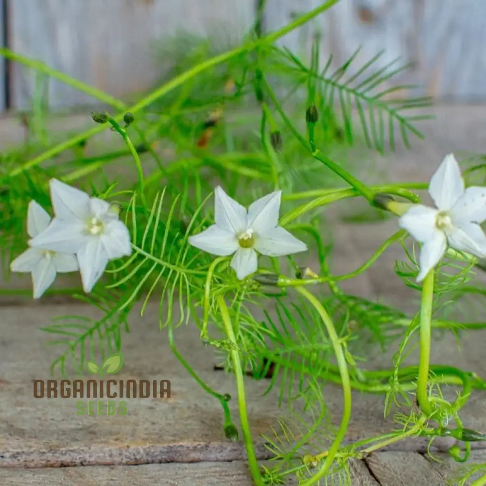 White Cypress Vine Seeds - Grow Elegant And Delicate Vines In Your Garden