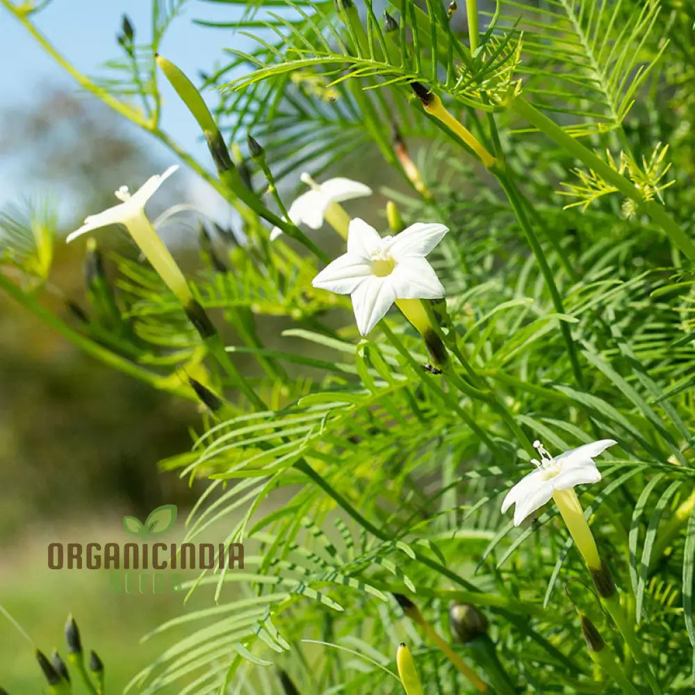 White Cypress Vine Seeds - Grow Elegant And Delicate Vines In Your Garden