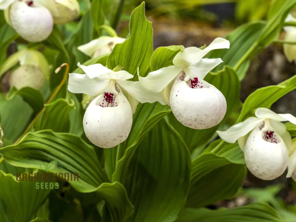 White Cypripedium Slipper Orchid Seeds For Planting 100 Pcs Flower Seeds