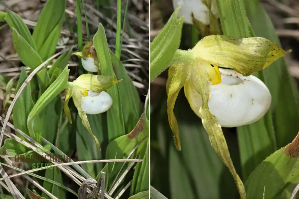 White Cypripedium Slipper Orchid Seeds For Planting 100 Pcs Flower Seeds