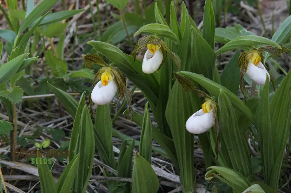 White Cypripedium Slipper Orchid Seeds For Planting 100 Pcs Flower Seeds