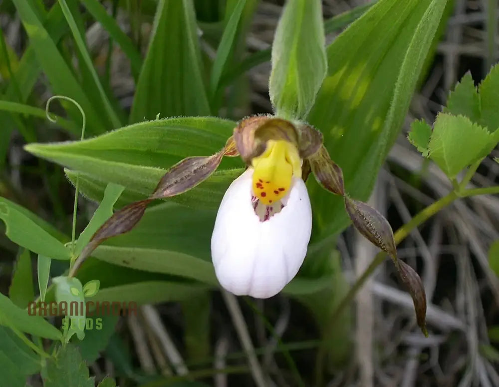 White Cypripedium Slipper Orchid Seeds For Planting 100 Pcs Flower Seeds