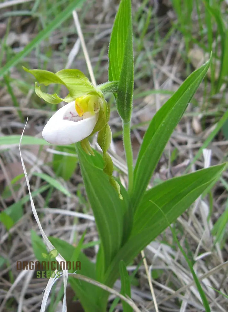 White Cypripedium Slipper Orchid Seeds For Planting 100 Pcs Flower Seeds