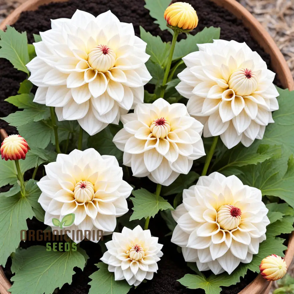 White Dahlia Flower Seeds High-Quality For Elegant Garden Blooms And Planting Annuals