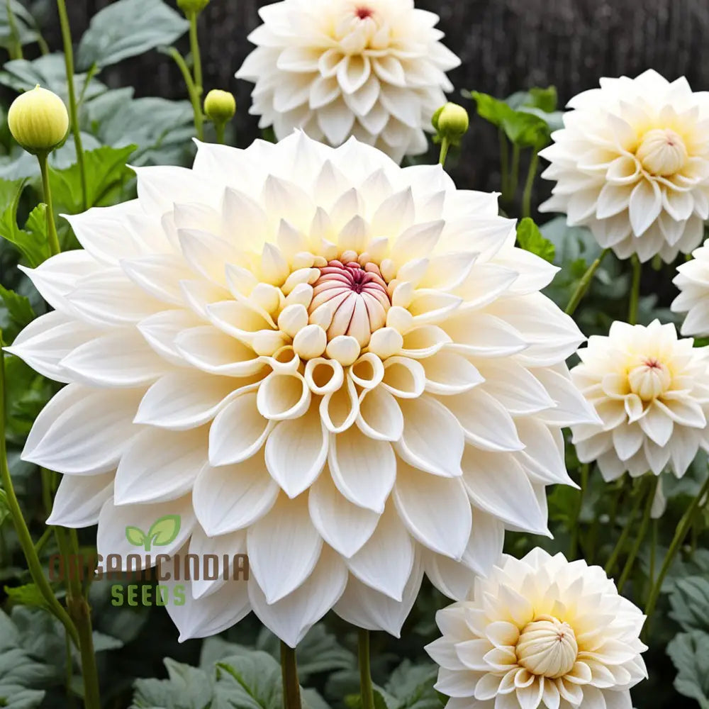 White Dahlia Flower Seeds High-Quality For Elegant Garden Blooms And Planting Annuals